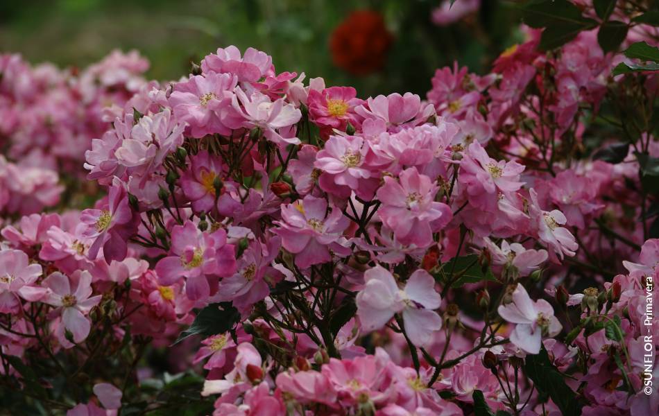 ©SUNFLOR - Primavera